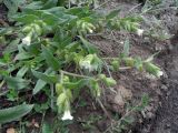 Nonea lutea