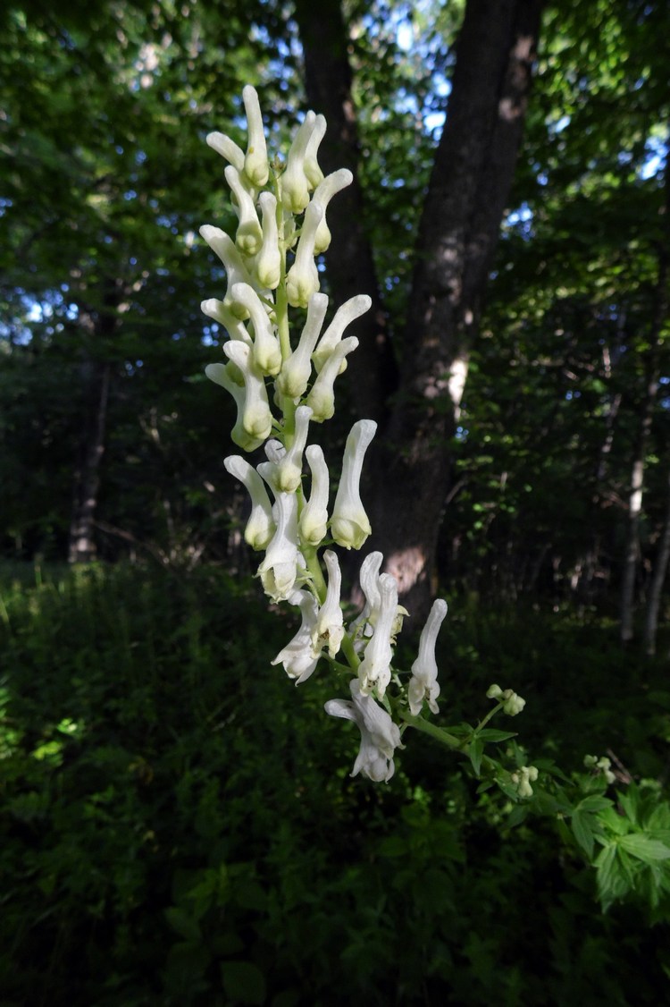 Image of Aconitum orientale specimen.