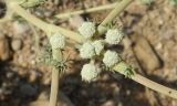 Seseli dichotomum