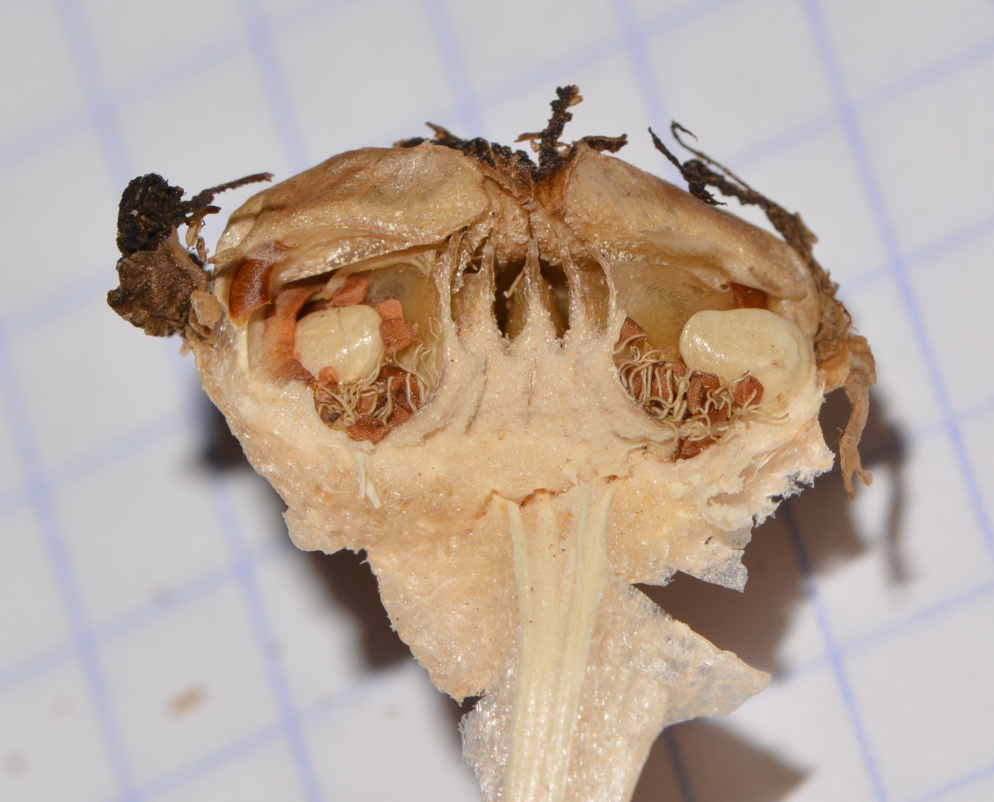 Image of Glottiphyllum linguiforme specimen.