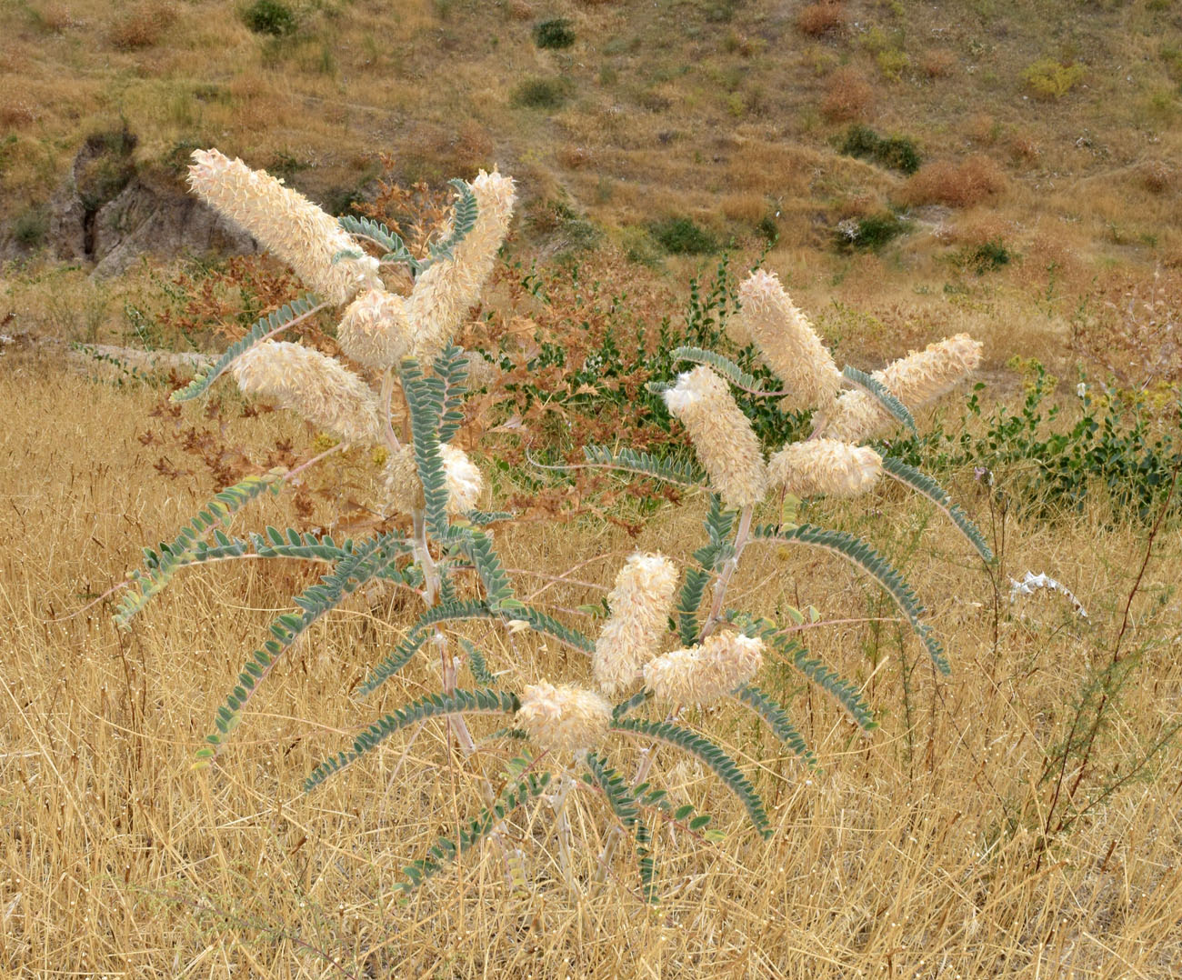 Изображение особи Astragalus alopecias.