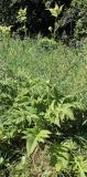 Cirsium oleraceum