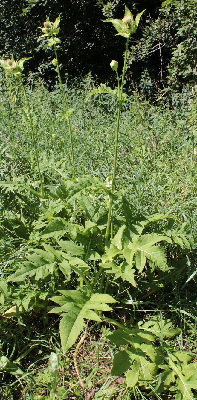 Image of Cirsium oleraceum specimen.
