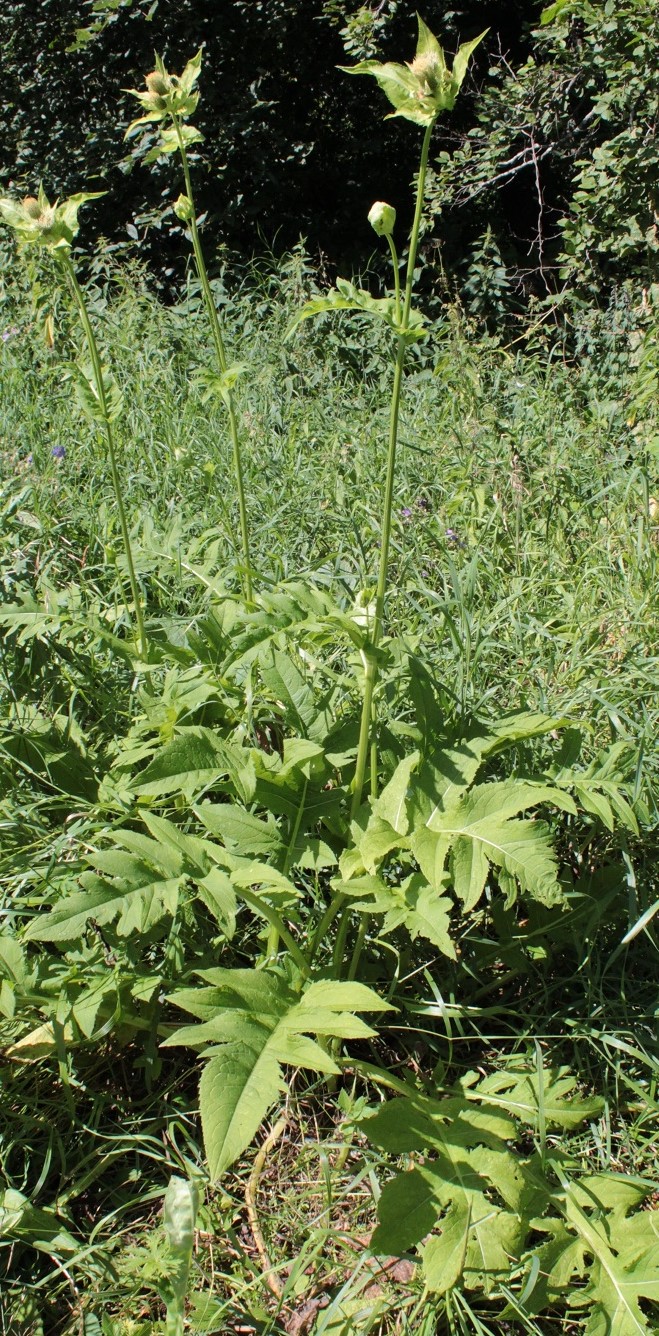 Изображение особи Cirsium oleraceum.