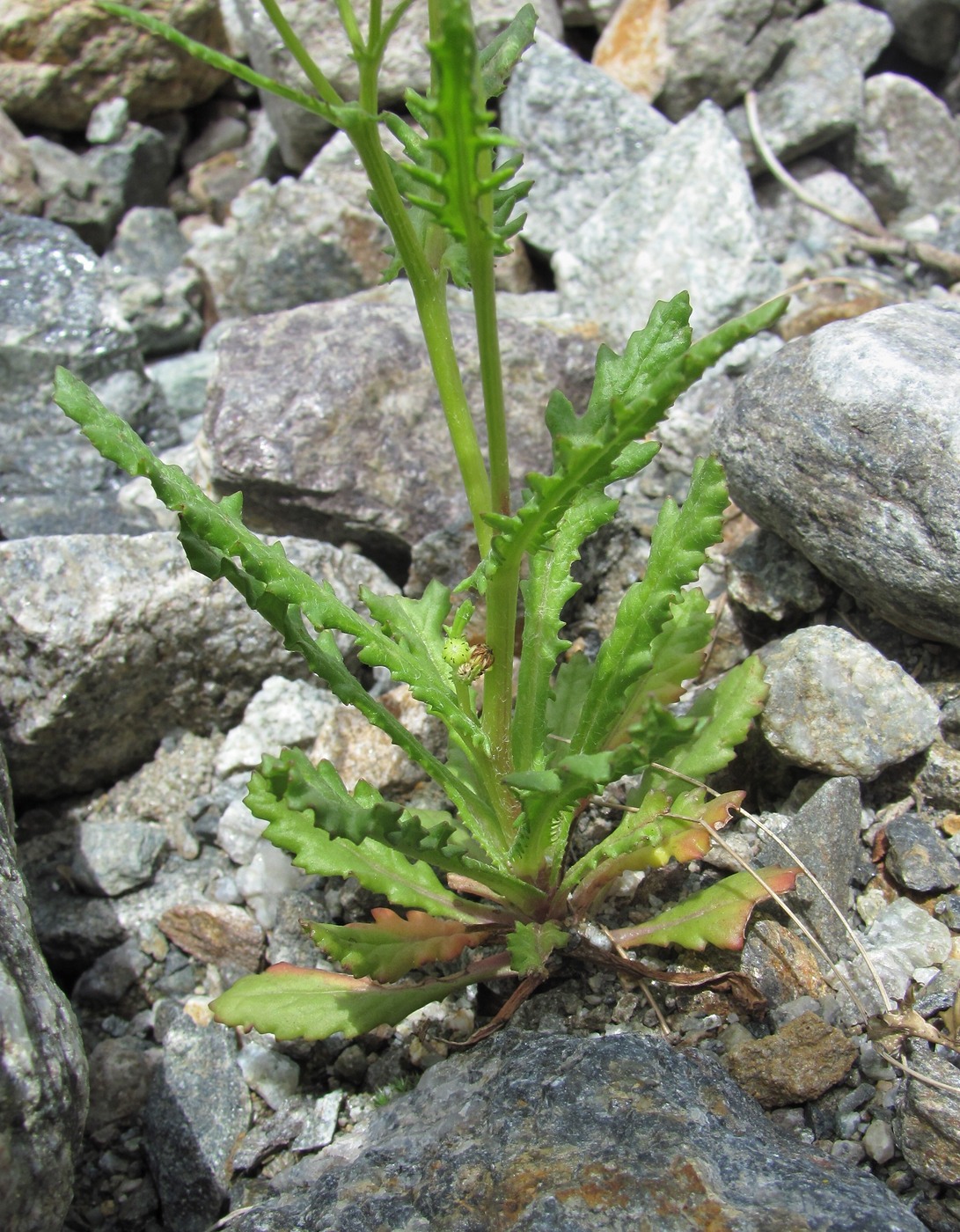 Image of Senecio sosnovskyi specimen.