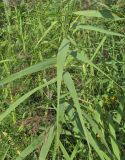 Phragmites australis