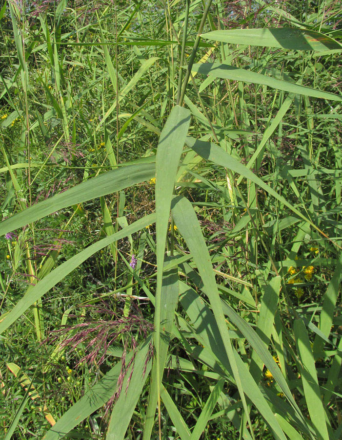 Изображение особи Phragmites australis.