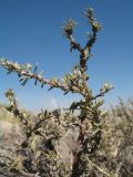 Caragana balchaschensis