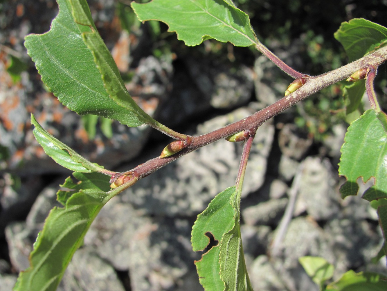 Image of Rhamnus cathartica specimen.