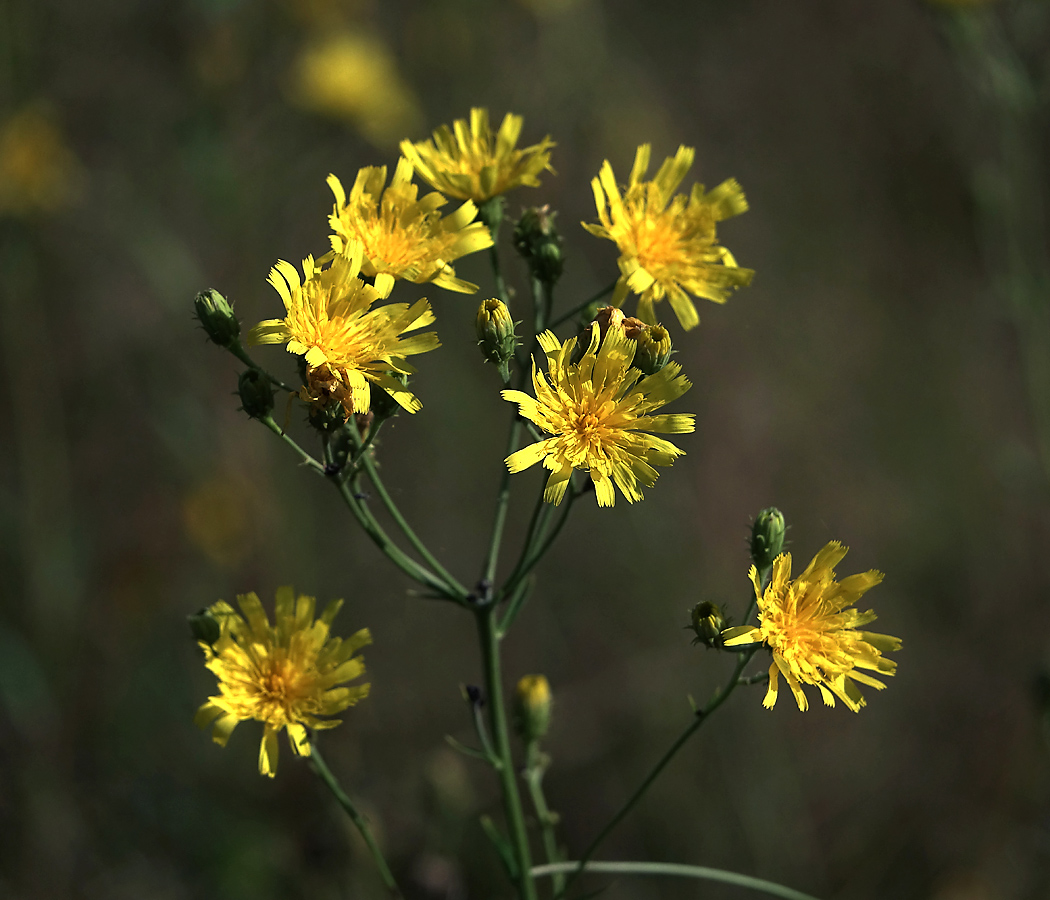 Изображение особи Hieracium umbellatum.