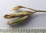 Dianthus pallens