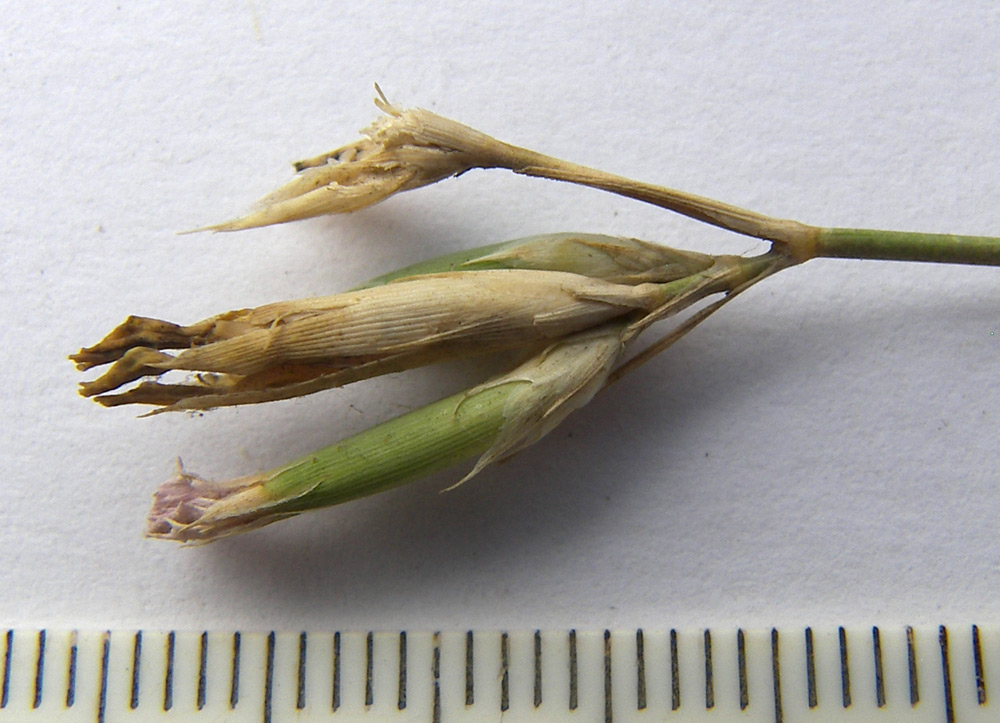 Image of Dianthus pallens specimen.