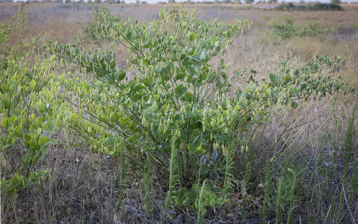 Изображение особи Zygophyllum fabago.