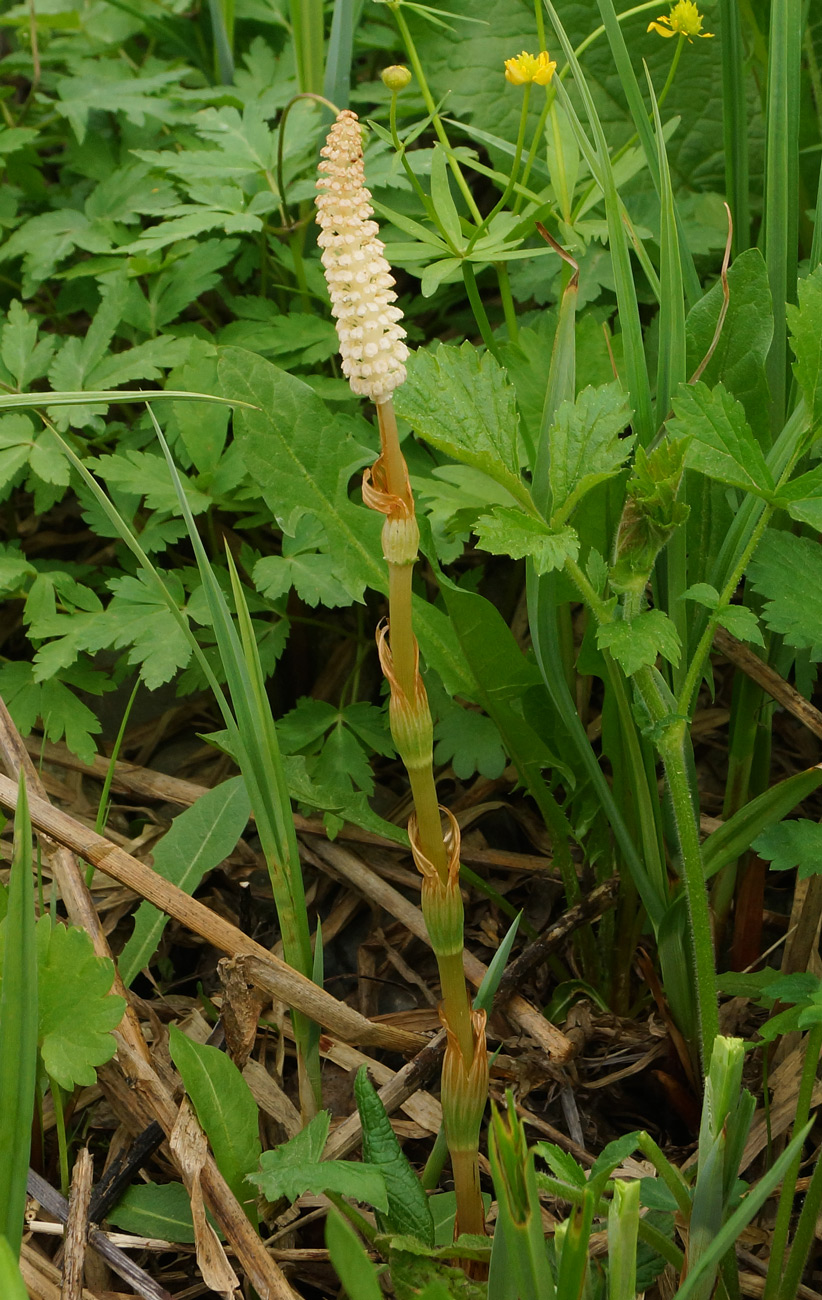 Image of Equisetum sylvaticum specimen.