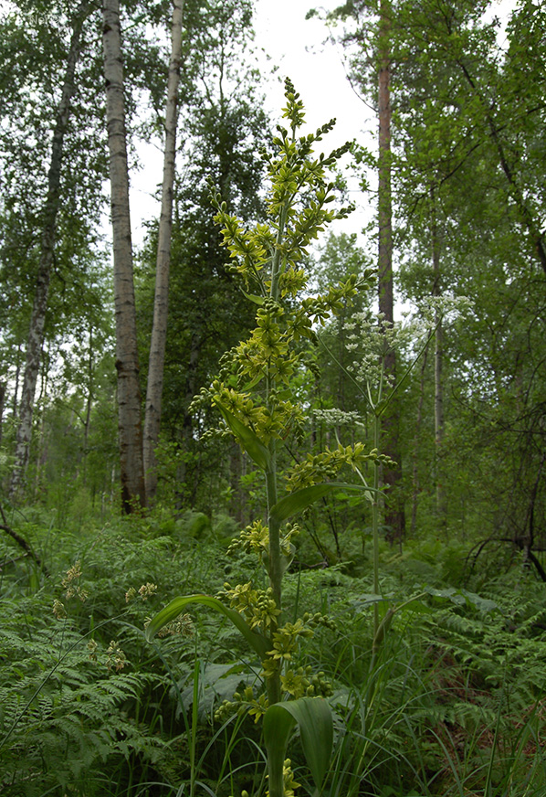 Изображение особи Veratrum lobelianum.