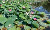 Nelumbo nucifera. Цветущие и плодоносящие растения. Израиль, Иудейские горы, г. Иерусалим, ботанический сад университета, нижний пруд. 29.07.2018.