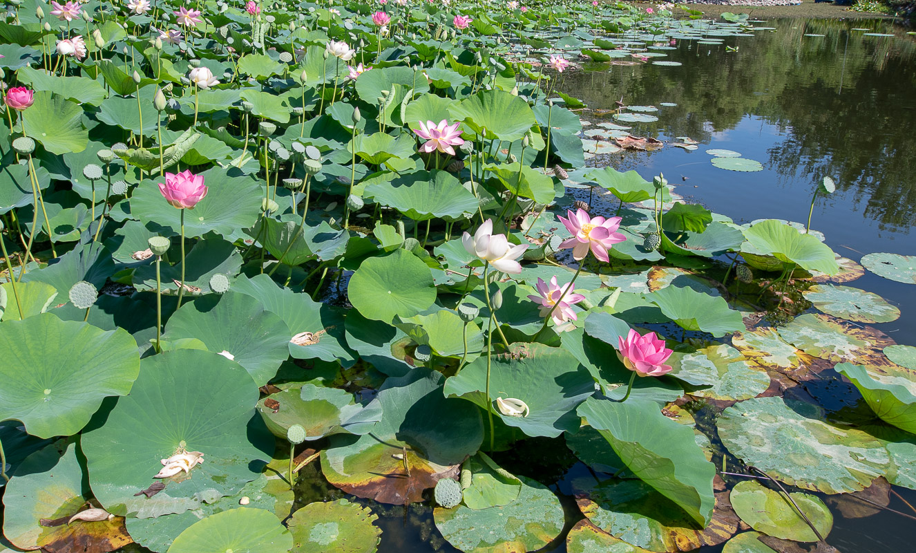 Изображение особи Nelumbo nucifera.