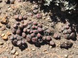 Conophytum minusculum
