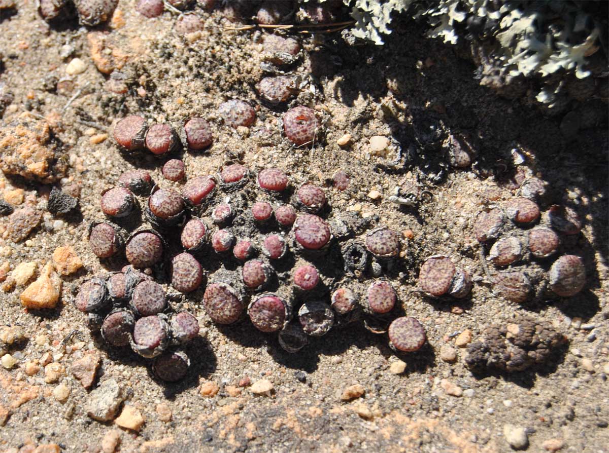 Изображение особи Conophytum minusculum.