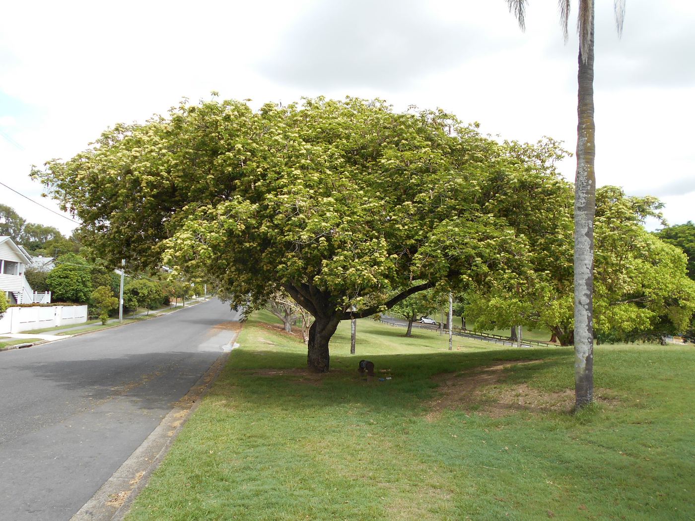 Image of Albizia lebbeck specimen.