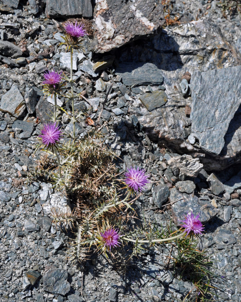 Image of genus Cousinia specimen.