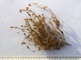 Minuartia imbricata