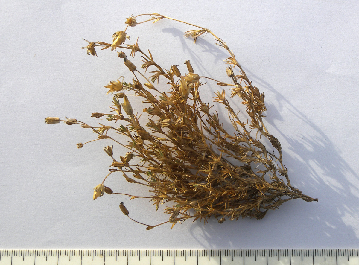 Image of Minuartia imbricata specimen.