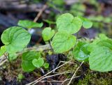 Viola epipsiloides