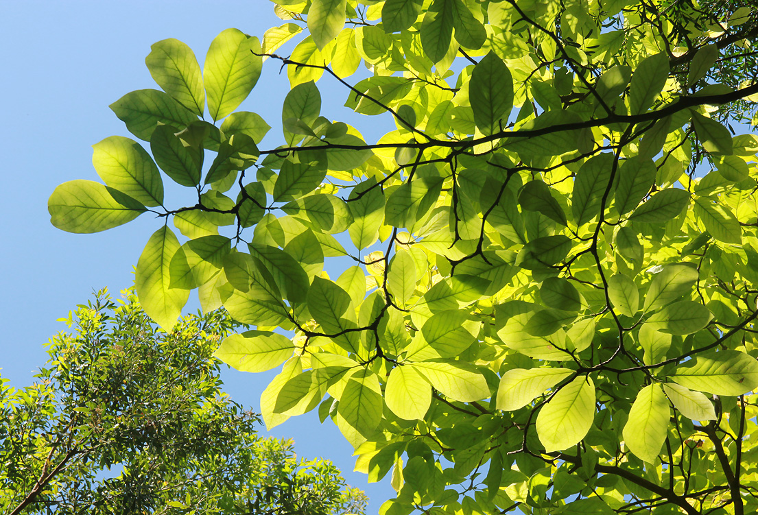 Image of Magnolia &times; soulangeana specimen.