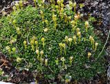 Diapensia lapponica