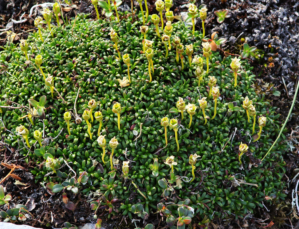 Image of Diapensia lapponica specimen.