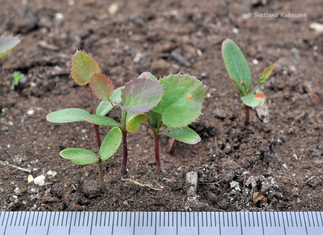 Image of Berberis vulgaris specimen.