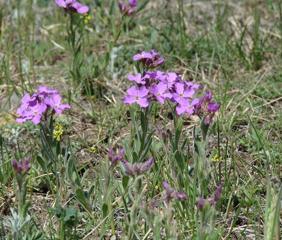 Image of Clausia aprica specimen.