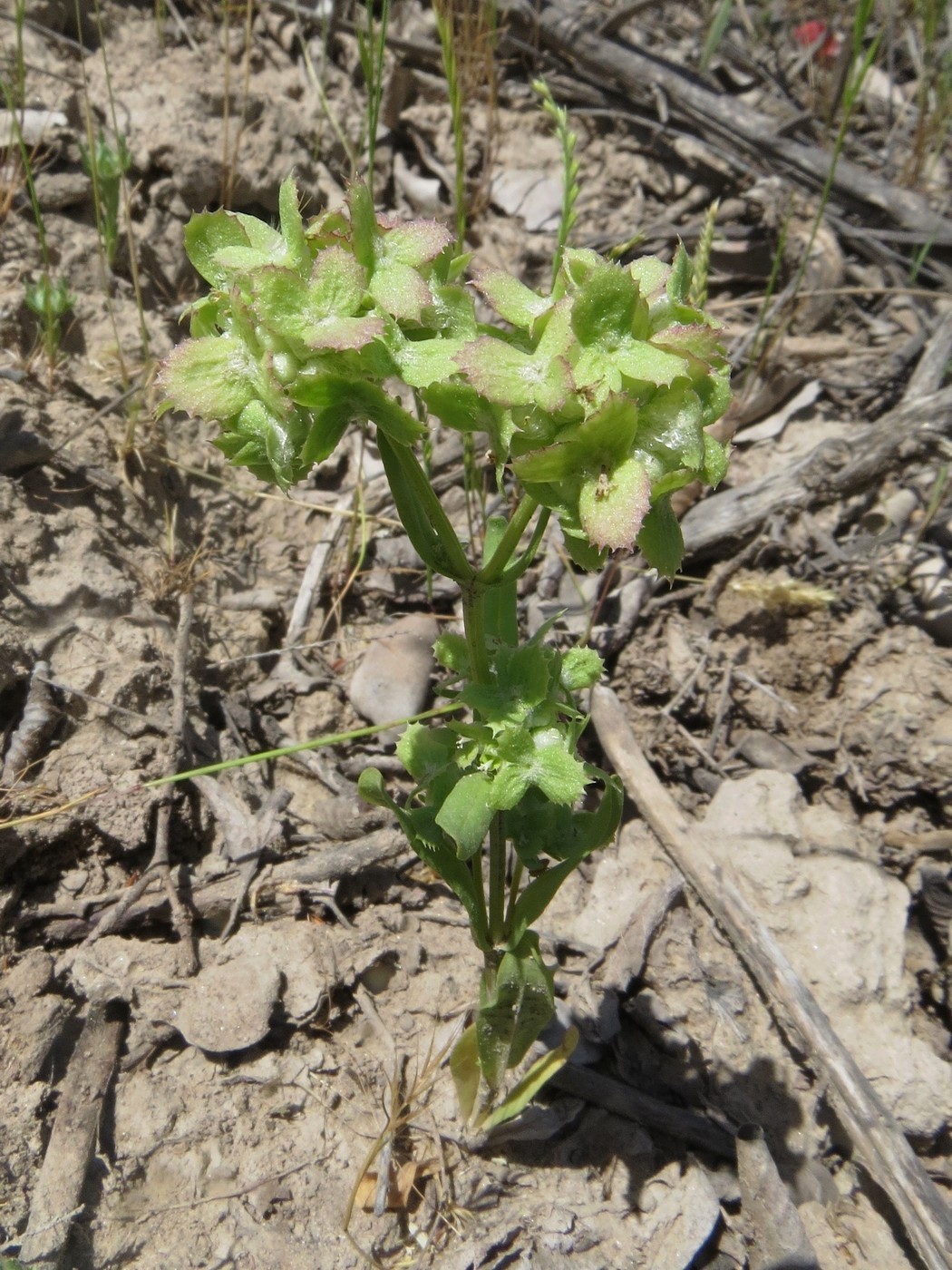 Изображение особи Valerianella dufresnia.