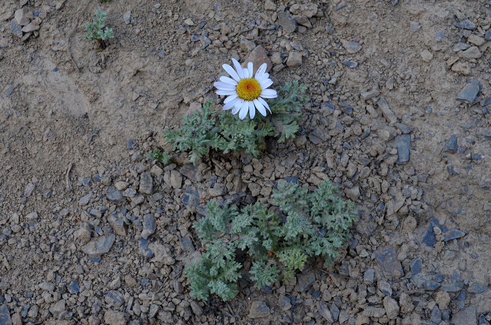 Image of Waldheimia tomentosa specimen.
