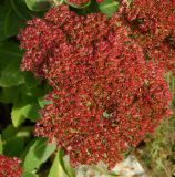 Hylotelephium spectabile