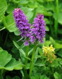 Dactylorhiza euxina. Верхушки побегов с соцветиями. Адыгея, Фишт-Оштеновский массив, перевал Армянский, ≈ 1800 м н.у.м., субальпийский луг. 04.07.2017.