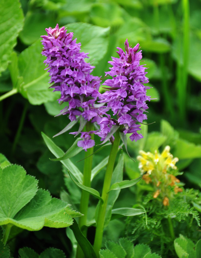 Image of Dactylorhiza euxina specimen.