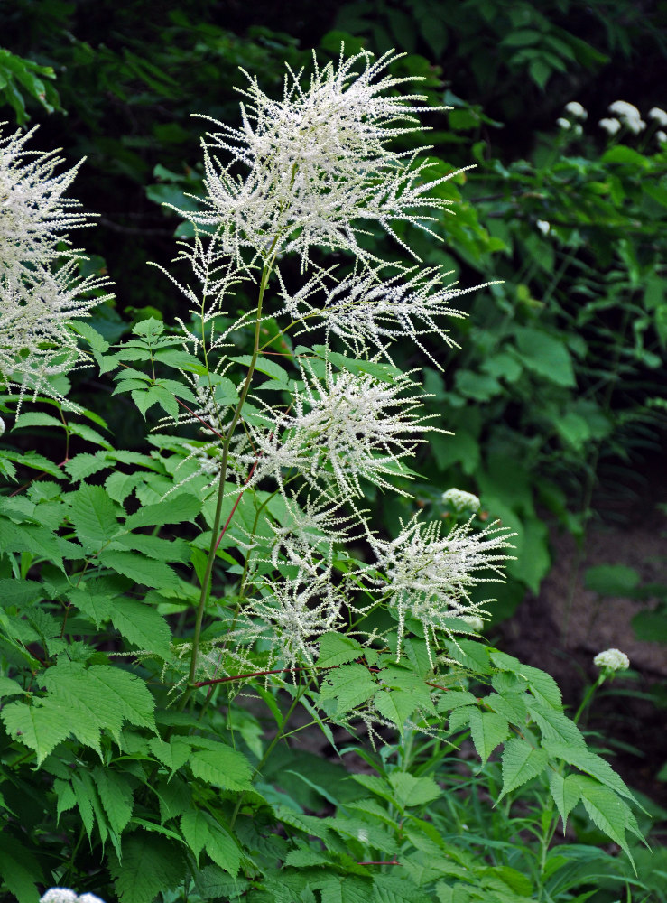 Изображение особи Aruncus sylvestris.