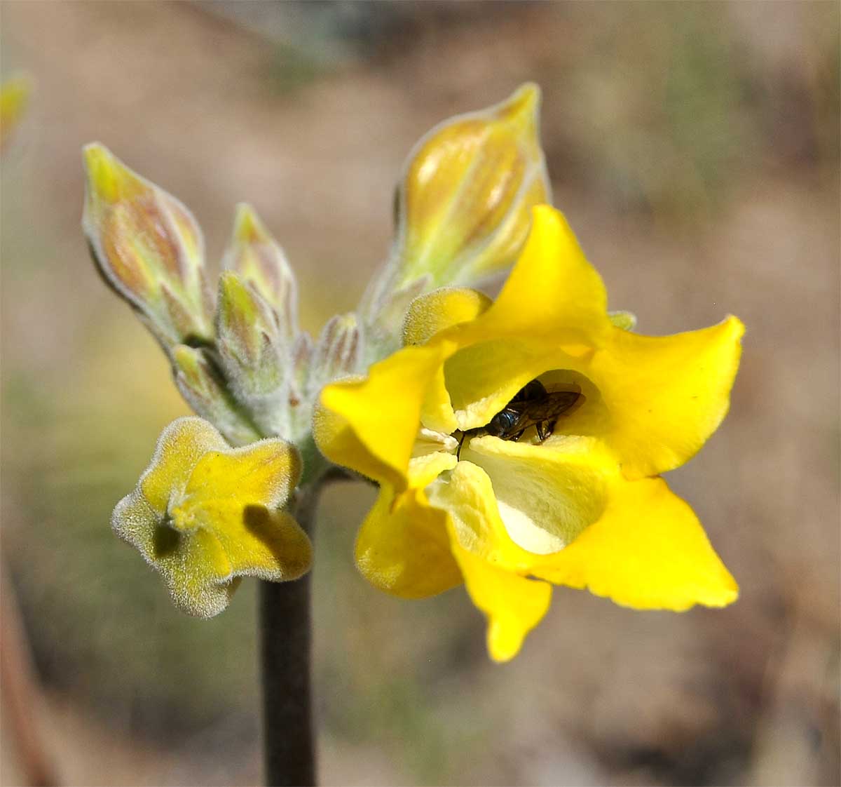 Изображение особи Pachypodium horombense.
