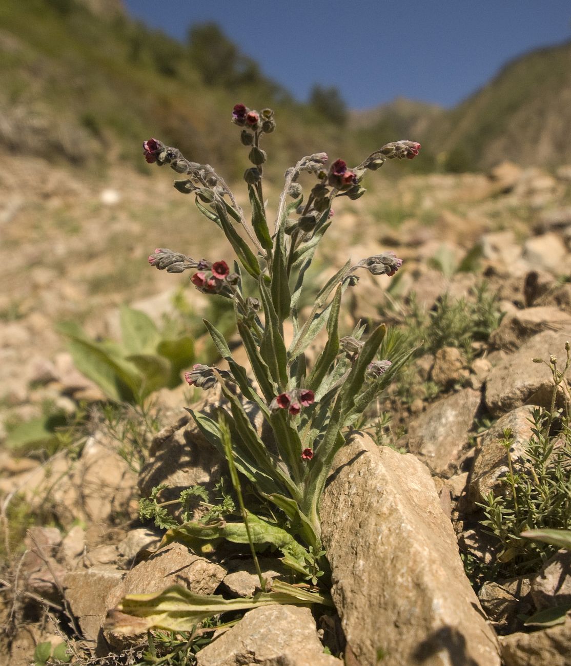 Изображение особи Cynoglossum officinale.