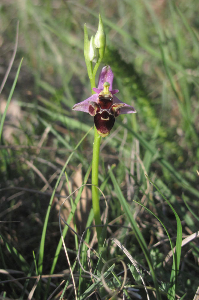 Изображение особи Ophrys oestrifera.