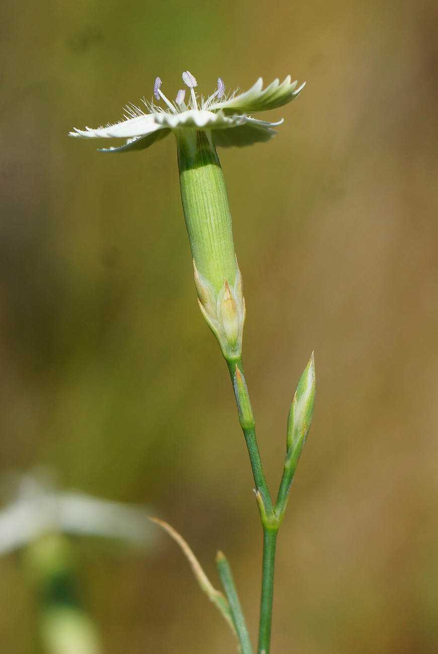 Изображение особи Dianthus ramosissimus.