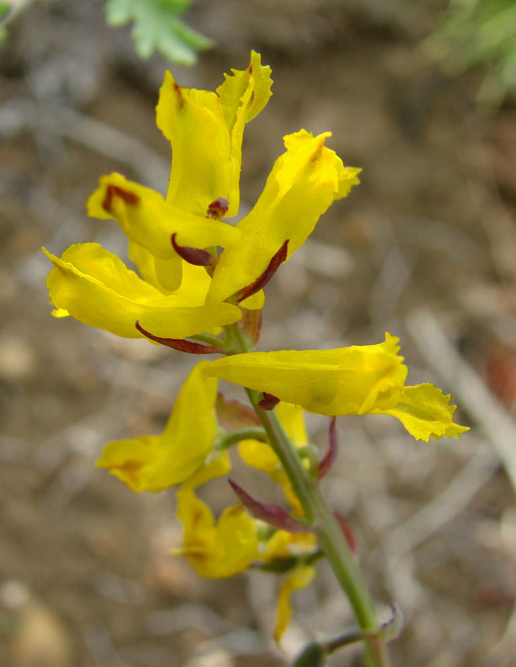 Image of Corydalis sibirica specimen.