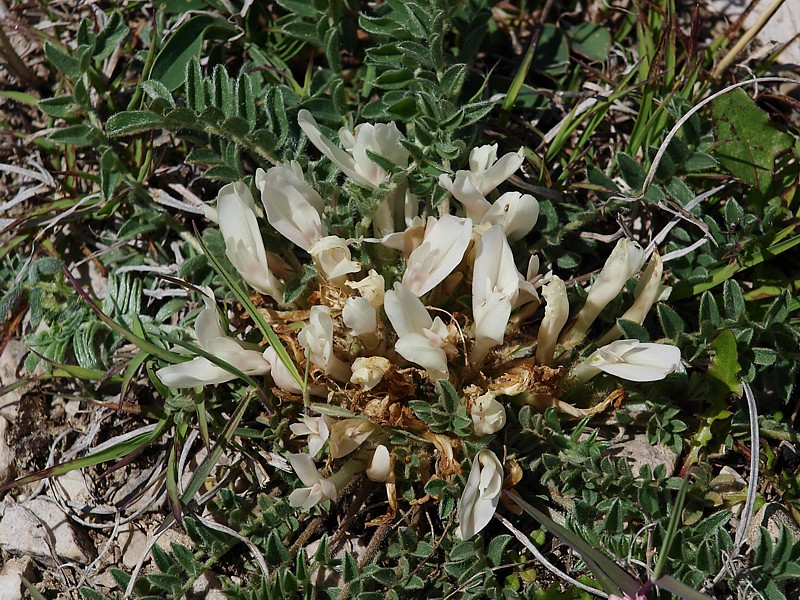 Изображение особи Astragalus humilis.
