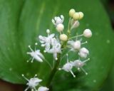 Maianthemum bifolium. Соцветие. Подмосковье, окр. г. Одинцово, смешанный лес. Май 2018 г.