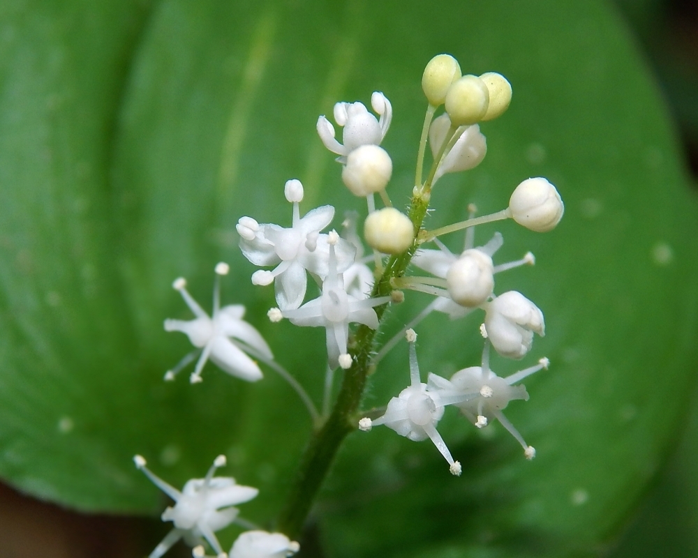 Изображение особи Maianthemum bifolium.