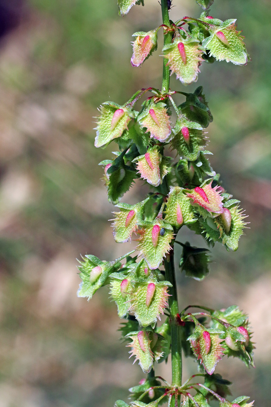 Image of Rumex chalepensis specimen.