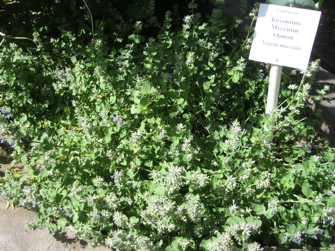 Image of Nepeta mussinii specimen.