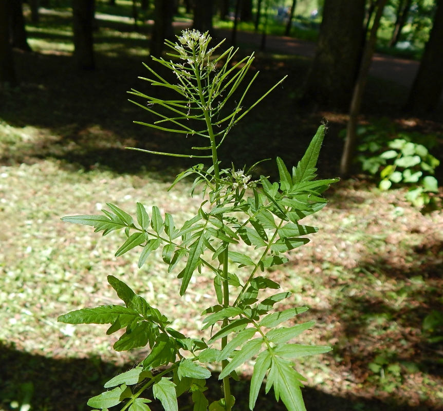 Image of Cardamine impatiens specimen.